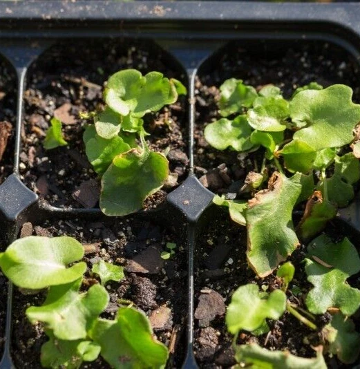 3X SEEDLING PLUG PLANTS Asplenium Scolopendrium Harts Tongue Hart's Fern Hardy - Image 2 of 2