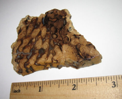 Lastra in pietra fossile stromatolite ruvida naturale 2,5"" x 1,5"" x 7-8 mm wy usa 43,3 g *A - Foto 1 di 10