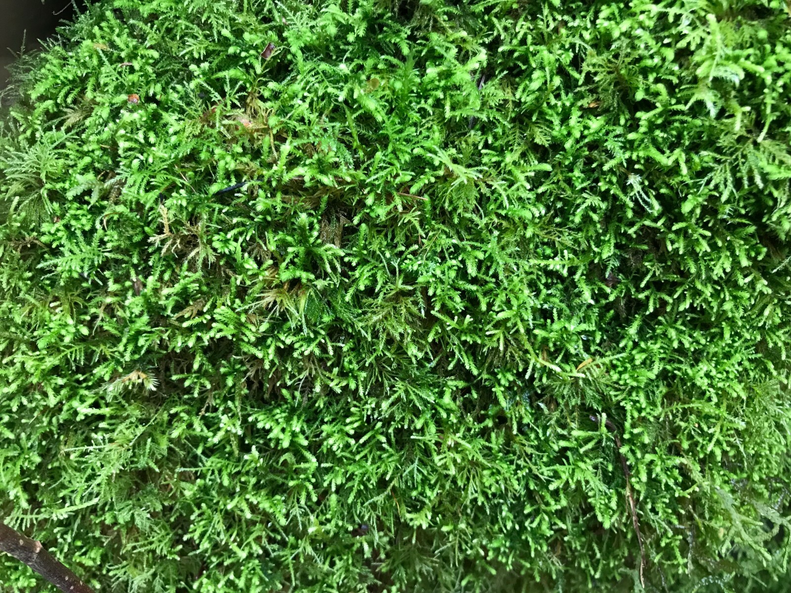 Soil for Moss Gardens/Terrariums – Easily Propagate Moss (Moss Spores Included!)