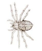 Skelett Skelettspinne Spinne Halloweendekoration Horror Tierskelett