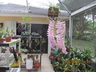Dendrobium Adastra (aphyllum x anosmum) orchid 3 POTS OF 2 PLANTS — photo 7