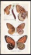 1918 Tiny Insect Chromolithographic Print Regal, Aphrodite Fritillary Butterfly