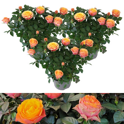 Rose Indoor Firebird - Miniature Salmon Pink Potted Rose Plant in