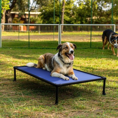 Chew Proof Elevated Dog Bed, Durable Raised Dog Training Platform, Platform D...
