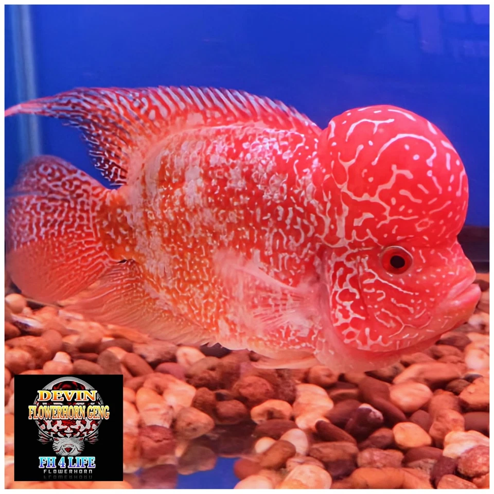 VIP GOLDEN BASE KAMFA ADULT 8"(FRIENDLY WITH A FEMALE) - Image 3 of 4