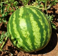 CRIMSON SWEET WATERMELON SEEDS 25+ melons FRUIT AVG WT 25 LBS FREE SHIPPING