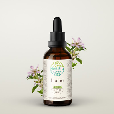 HerbEra Buchu Alcohol-FREE Tincture, Organic Buchu (Agathosma Betulina)