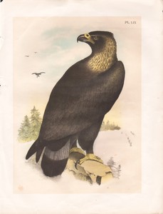 Details About 1888 Golden Eagle Antique Ornithological Print Original Color Lithograph Jasper