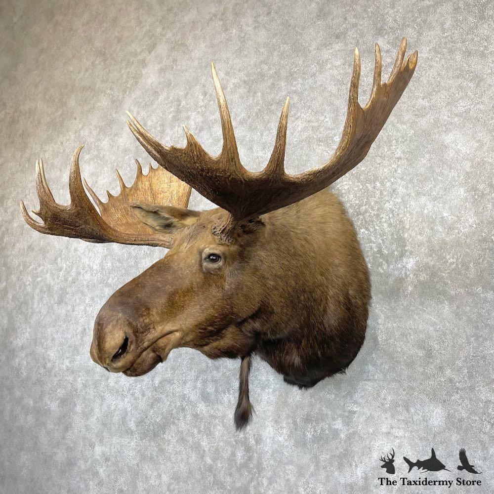 26521 P | Alaskan Yukon Moose Taxidermy Shoulder Mount For Sale | eBay