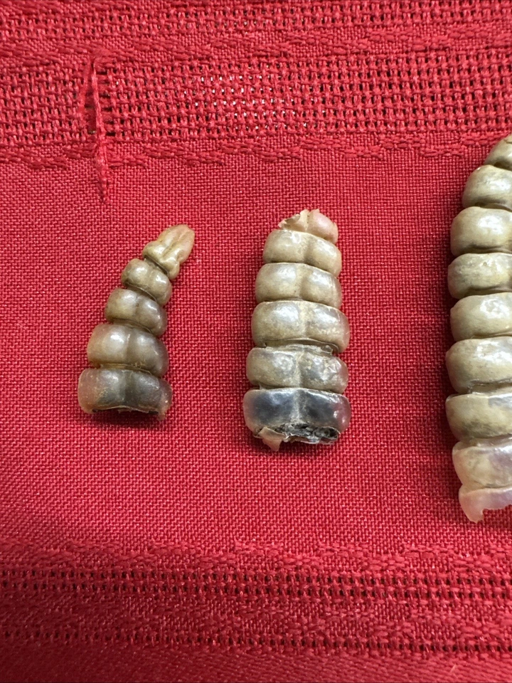 Lote de 5 sonajeros de serpiente de cascabel West Texas Diamondback D Foto 4 de 4