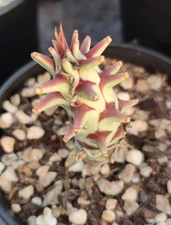 2pcs seedgrowth  Euphorbia longituberculosa Trendy Root Tuber  WYSIWYG