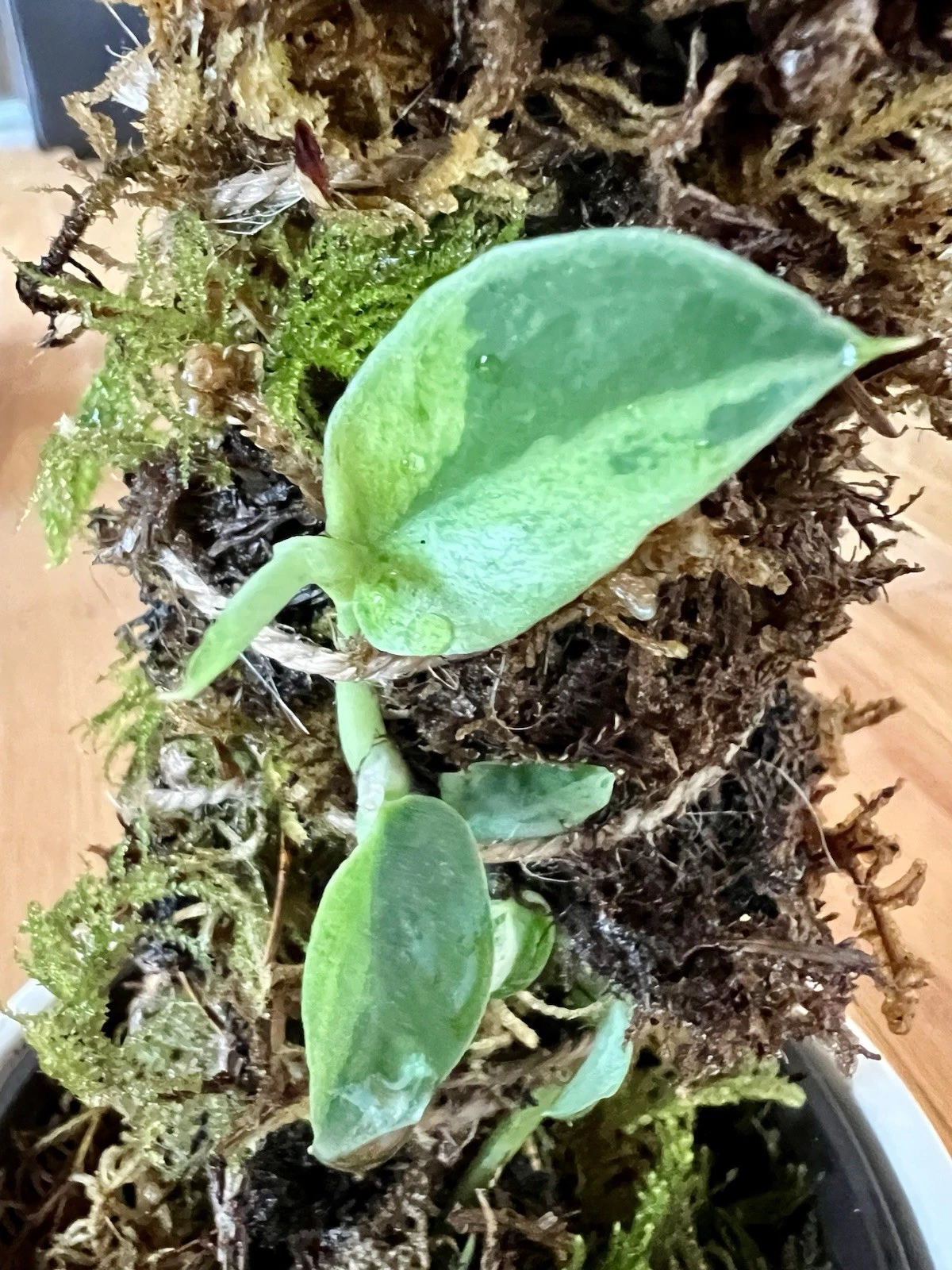 Rare Variegated Rhaphidophora HAYI Splash Freckles Halfmoon Petite