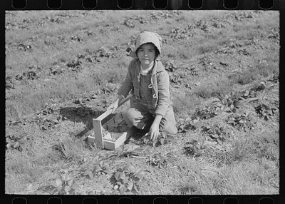 Migrant strawberry picker,Hammond,Louisiana,LA,Farm Security Administration,1
