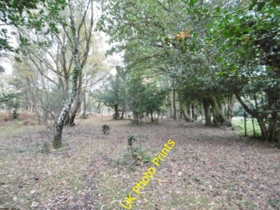 Foto 6x4 Blackhill, offener Wald Blackhill\/SU3018 Eiche, Birke und Stechpalme c2015