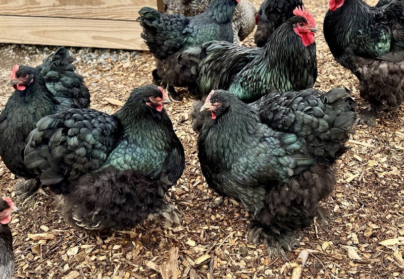 12+ LF Cochin hatching Eggs BBS NPIP.