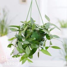 30cm Hoya Gracilis Wax Plant Wax Flower Indoor Trailing Plant 14cm Hanging Pot