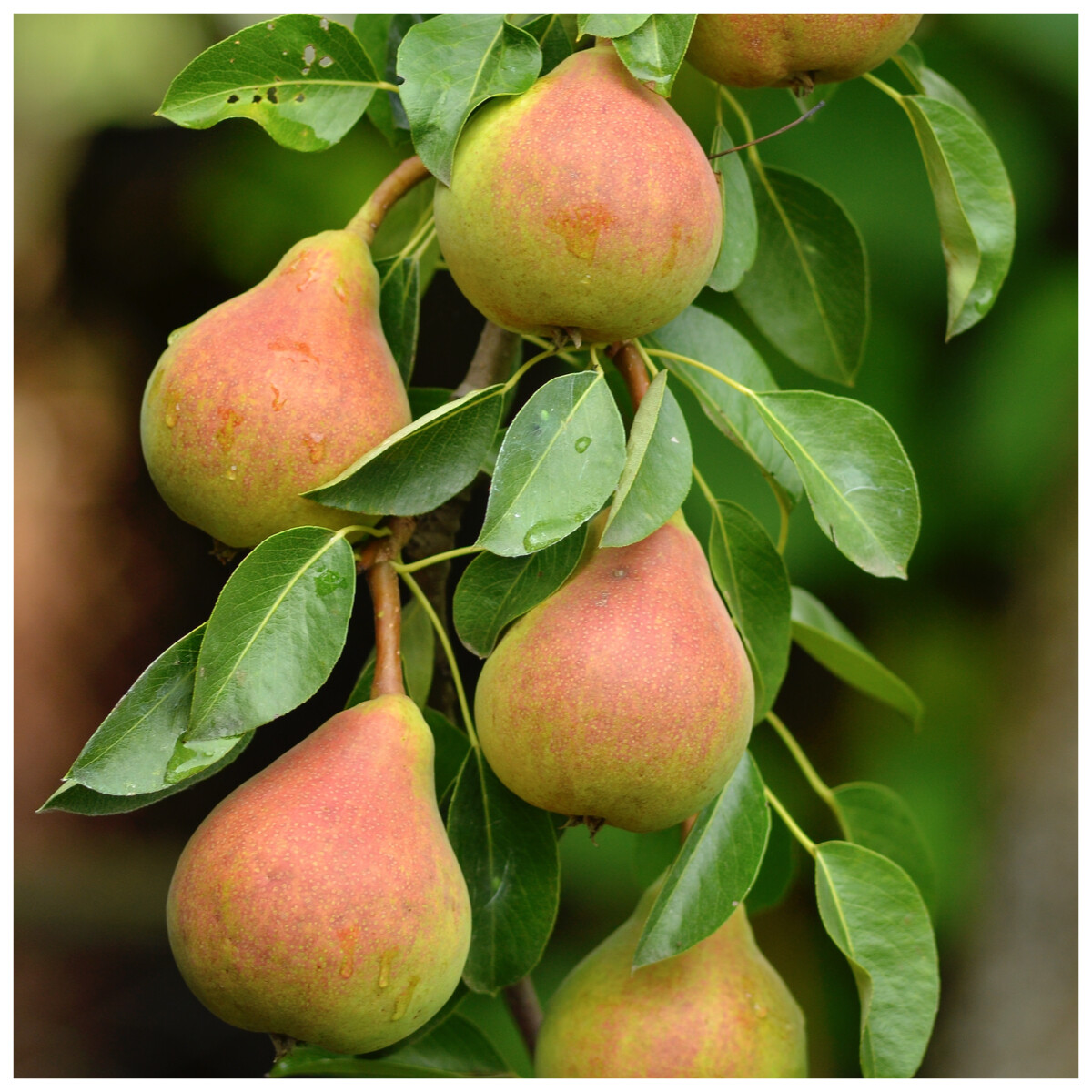 Doyenne Du Comice Pear Tree 45ft, Dessert Pear With Fine Flavour eBay