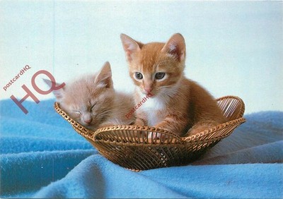 Ansichtskarte; Katzen, Kätzchen