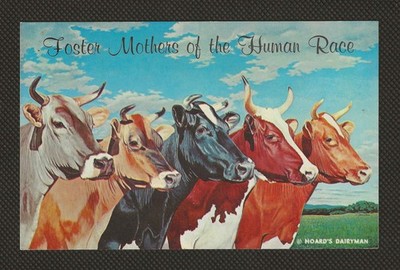 Foster Mothers Of The Human Race - Hoard's Dairyman Cows Advertisement Postcard