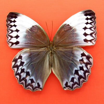 Real mounted Giant Jungle Queen butterfly - Stichophthalma uemurai - A1