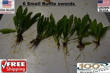 6 Small Ruffle sword plants Easy Aquarium aquascaping planted tank low light