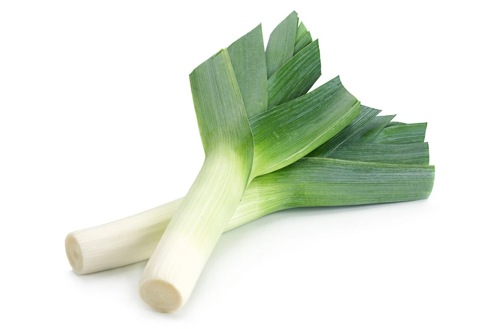 LEEK Elephant 100 Seeds HEIRLOOM vegetable garden AUTUMN WINTER cool season EASY - image 2 of 4