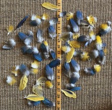 Lote de 65+ plumas de guacamayo azul y dorado para manualidades, joyas, atar moscas y más