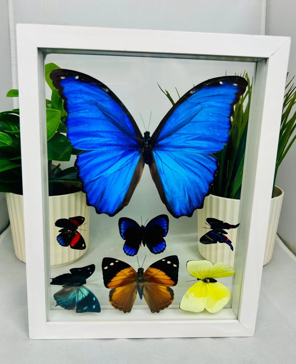 Morpho for sale | eBay