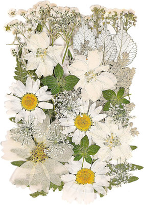 White Dried Pressed Flowers for Crafts,Real Natural Dried Flowers and Leaves for