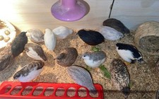 6 Extra Button Chick Button Quail Hatching Eggs   Fresh  Hand Selected