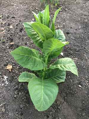 criollo tobacco Criollo-98 Seeds ~5K Non-GMO Free Ship No Track ~2 Weeks Arrival Read Criollo 98 Wrapper, 1 lb