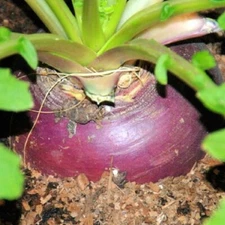 Laurentian Rutabaga Seeds  | NON-GMO Rutabaga Seeds | Heirloom Garden Seeds