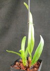 RARE GORGEOUS CATTLEYA (LAELIA) PERINII COERULEA ORCHID SPECIES  — photo 3