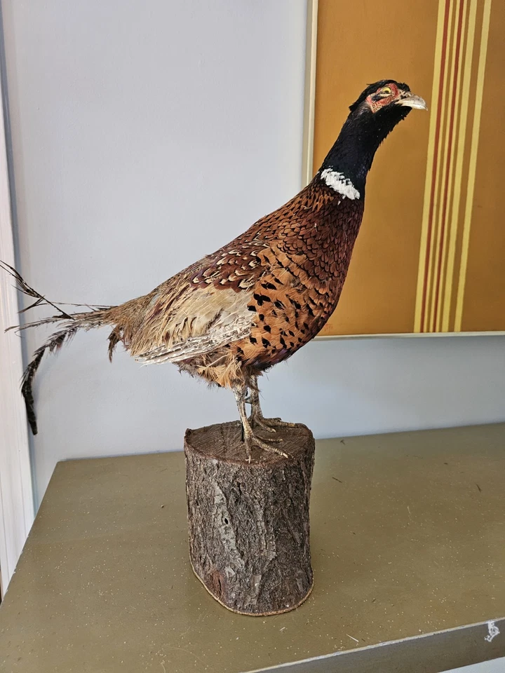 Anillo de taxidermia vintage cuello cola de faisán dañado Foto 2 de 4