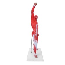 _50cm Muscular System Model Human Muscles Model Displaying Body Muscle Structure