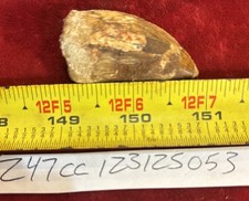 Rare Carcharodontosaurus Dinosaur Tooth T Rex Cousin 95 Mil Yrs Fossil 1 3/4”