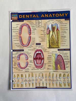 DENTAL ANATOMY (QUICKSTUDY: ACADEMIC) By Inc. Barcharts Teeth Mouth gin LIKE NEW