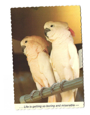 Life Is Getting So Boring & Miserable, Bird, Vintage Postcard Unposted 