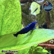 10 Blue Dream Neocaridina Shrimp - FREE 2 DAY SHIP - Live Guarantee