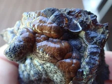 Botryoidal Fossil Coral Geode Fragment GA Agate Specimen Collection Gem WC77