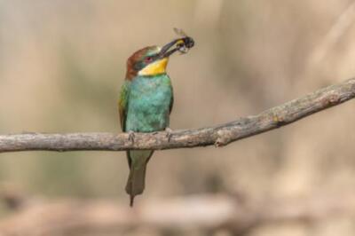 Wandbild: Europäischer Bienenfresser (Merops apiaster) thront auf einem [...]