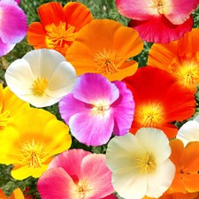 7 Colors Mix California Poppy Seeds - For 2026 Planting Rainbow Poppies Mixed