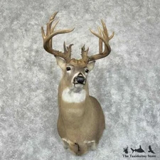 #30326 WC | Whitetail Deer Taxidermy Shoulder Mount For Sale
