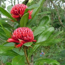 100 Seeds Telopea Speciosissima New South Wales Waratah Large Ornamental Shrub