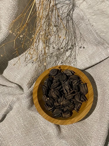 Graines Griffe De Lion (Martynia Annua) X 10 Pièces - Naturel, Libido - Origine Cameroun