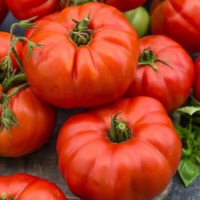 GIANT Beefsteak Tomato Seeds 25 HEIRLOOM  ORGANIC  NON-GMO  FREE SHIPPING