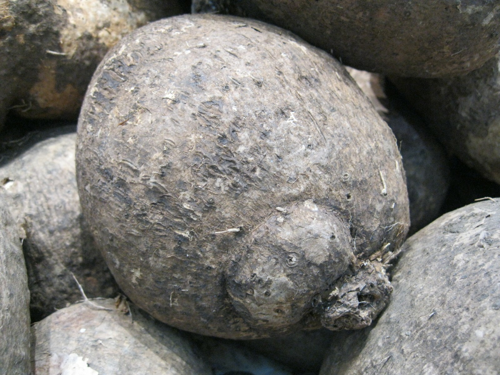 2 Pounds Name Root Tuber Costa Rican Guinea yam vegetable edible potato