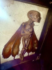 Preserved Ferry Pinned To Board Gaff - EXCELLENT Realism +Museum Specimen Card