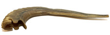Cuerno de carnero natural judío de colección Shofar judaica judaísmo Jerusalén hebreo Israel