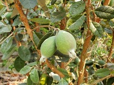 Feijoa (Guava Pineapple) - 10 Seeds, Pineapple Flavor, Ice Resistant, Hedge, Easy